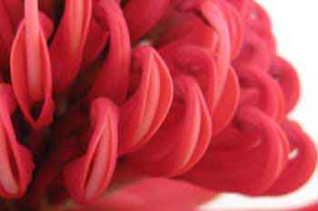 Australische Buschblüten