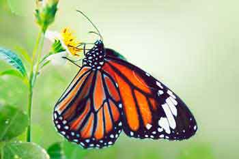 Essenzen von Erik Pelham